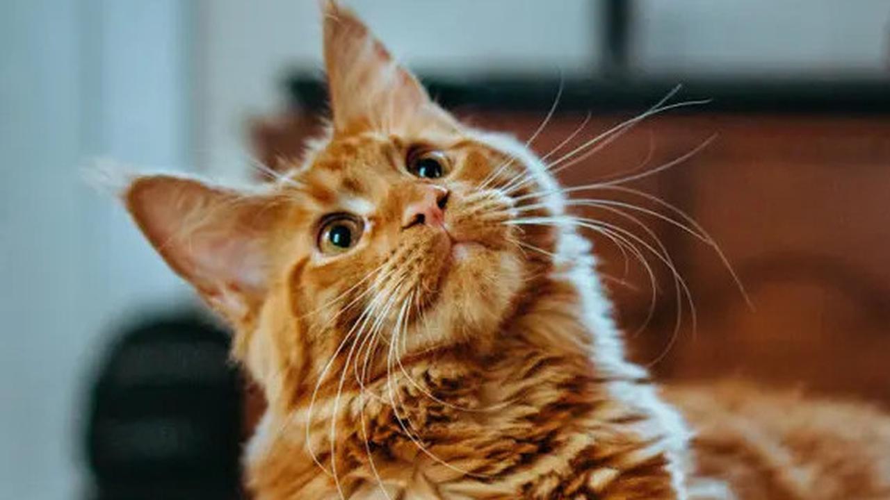 Meletakkan Botol Berisi Air di Sudut Rumah Bikin Kucing Takut Pup, Mitos atau Fakta?