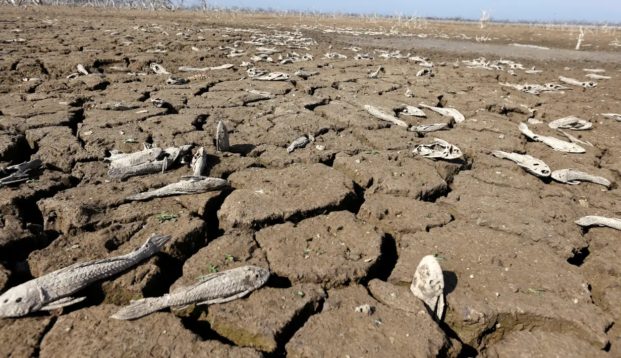 Sejumlah ikan mati akibat kekeringan yang melanda sungai Pilcomayo, Boqueron, perbatasan Paraguay dan Argentina, (3/7). Daerah ini sedang menghadapi musim kekeringan terburuk dalam dua dekade terakhir. (REUTERS / Jorge Adorno)