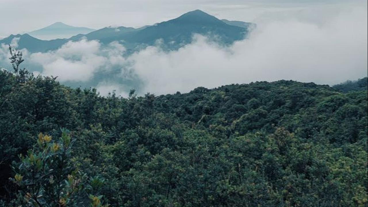 Misteri Hutan Awan, Tempat Mirip Dongeng yang Nyata dan Punya Hewan-Hewan Menakjubkan
