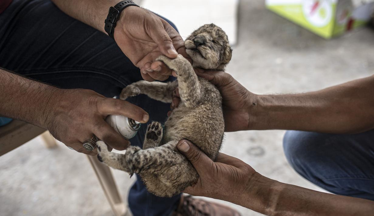 Seorang karyawan Palestina menyemprotkan antibiotik pada anak singa yang baru lahir di kebun binatang Nama di Kota Gaza, Sabtu, 13 Agustus 2022. Singa betina melahirkan tiga anaknya lima hari setelah Israel dan militan Palestina mengakhiri pertempuran sengit lintas perbatasan yang ditandai dengan gemuruh serangan udara Israel dan tembakan roket Palestina. (AP Photo/Fatima Shbair)