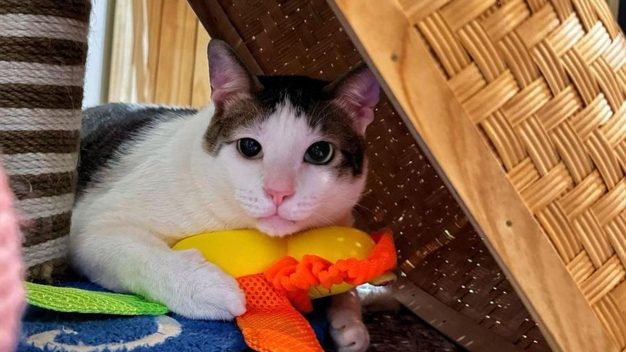 8 Potret Imut Bobby Kertanegara, Disebut Tuan Muda karena Punya Kamar Sendiri di Istana Negara