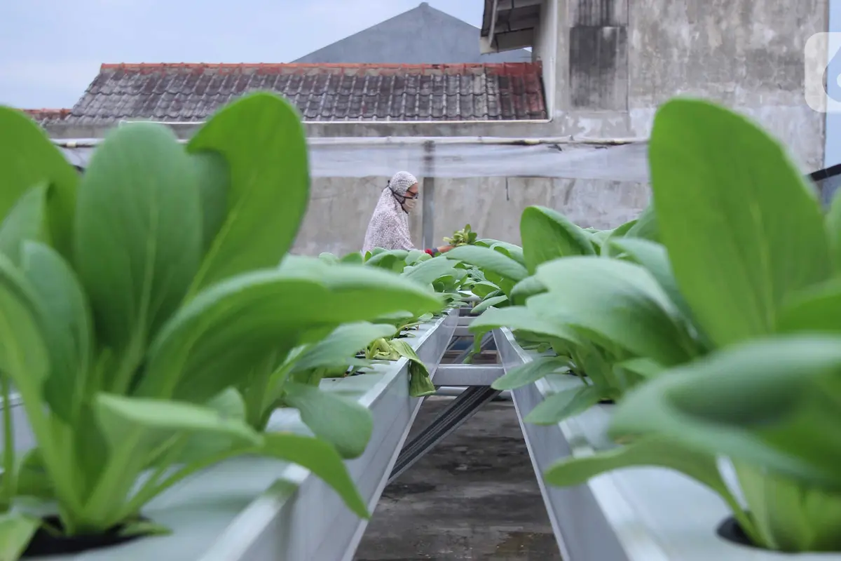 Menyulap Atap Rumah Jadi Kebun Sayur Hidroponik