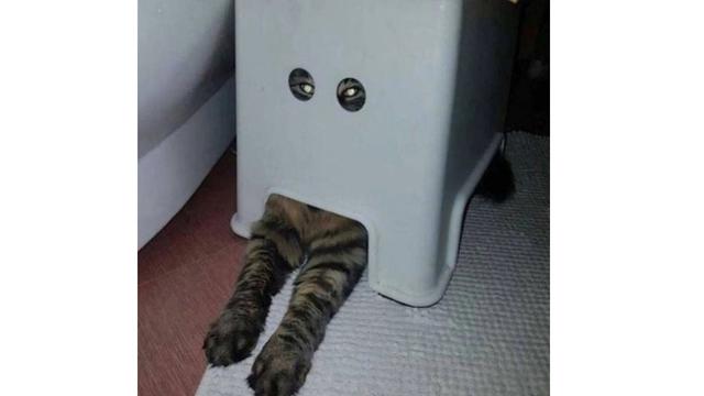 6 Momen Kucing Bikin Kaget Ini Nyeleneh Banget, Bikin Tepuk Jidat