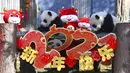 Bayi panda memanjat pajangan untuk Tahun Baru Imlek yang akan datang di Pusat Penelitian dan Konservasi China untuk Panda Raksasa di Cagar Alam Wolong, Provinsi Sichuan, China, 3 Februari 2021. Sepuluh bayi panda memulai debutnya menjelang Tahun Baru Imlek di Cagar Alam Wolong. (Chinatopix via AP)