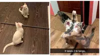 Potret Lucu Kucing Saat Berkaca Ini Bikin Gemas (sumber:Instagram/stuffwithcats)