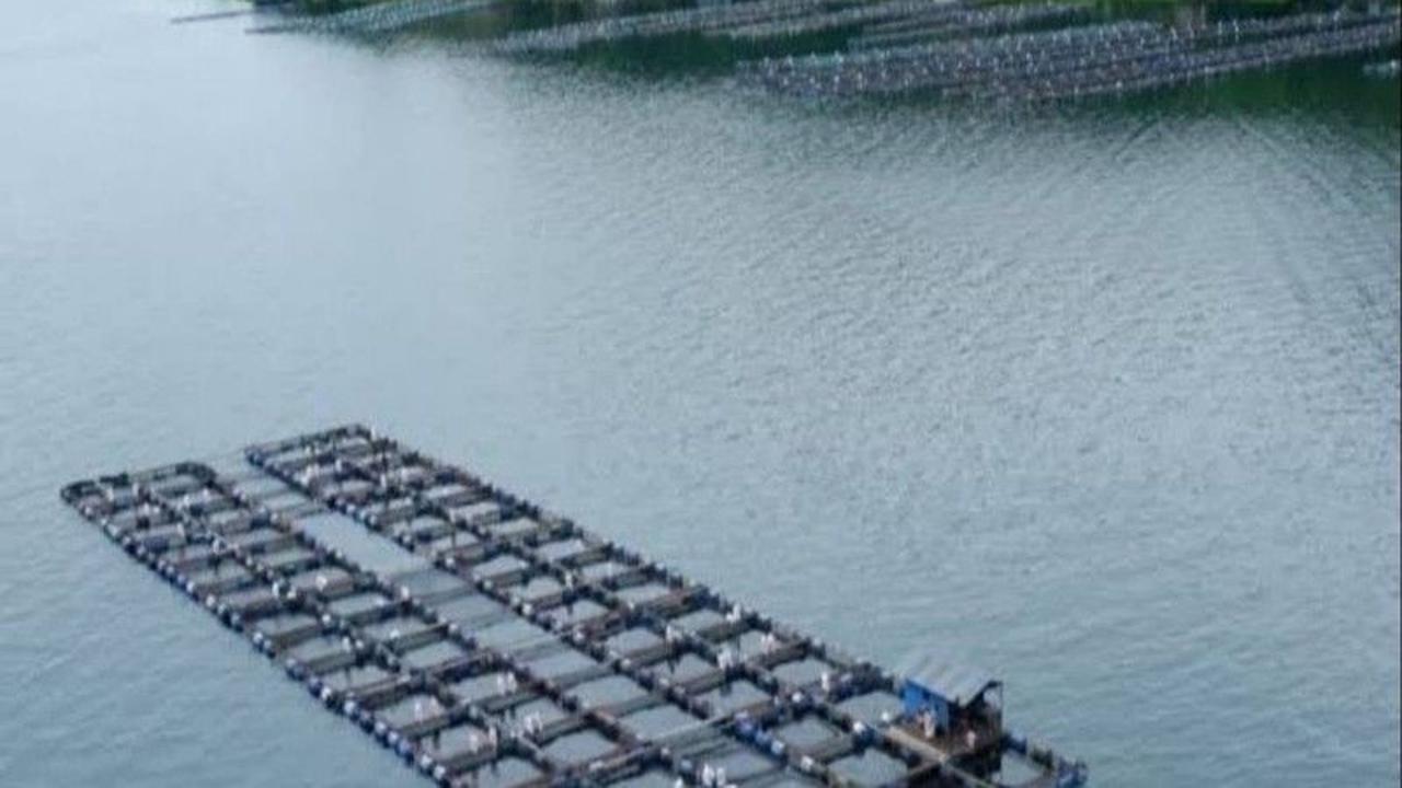 Waspada Kematian Massal Ikan Danau Toba: Ancaman Penurunan Muka Air dan Cuaca Ekstrem