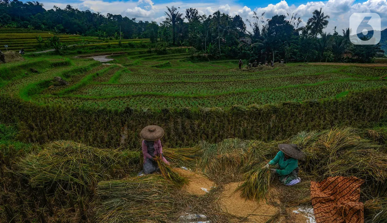 Penurunan ini terjadi karena beberapa wilayah sudah panen raya. (merdeka.com/Arie Basuki)