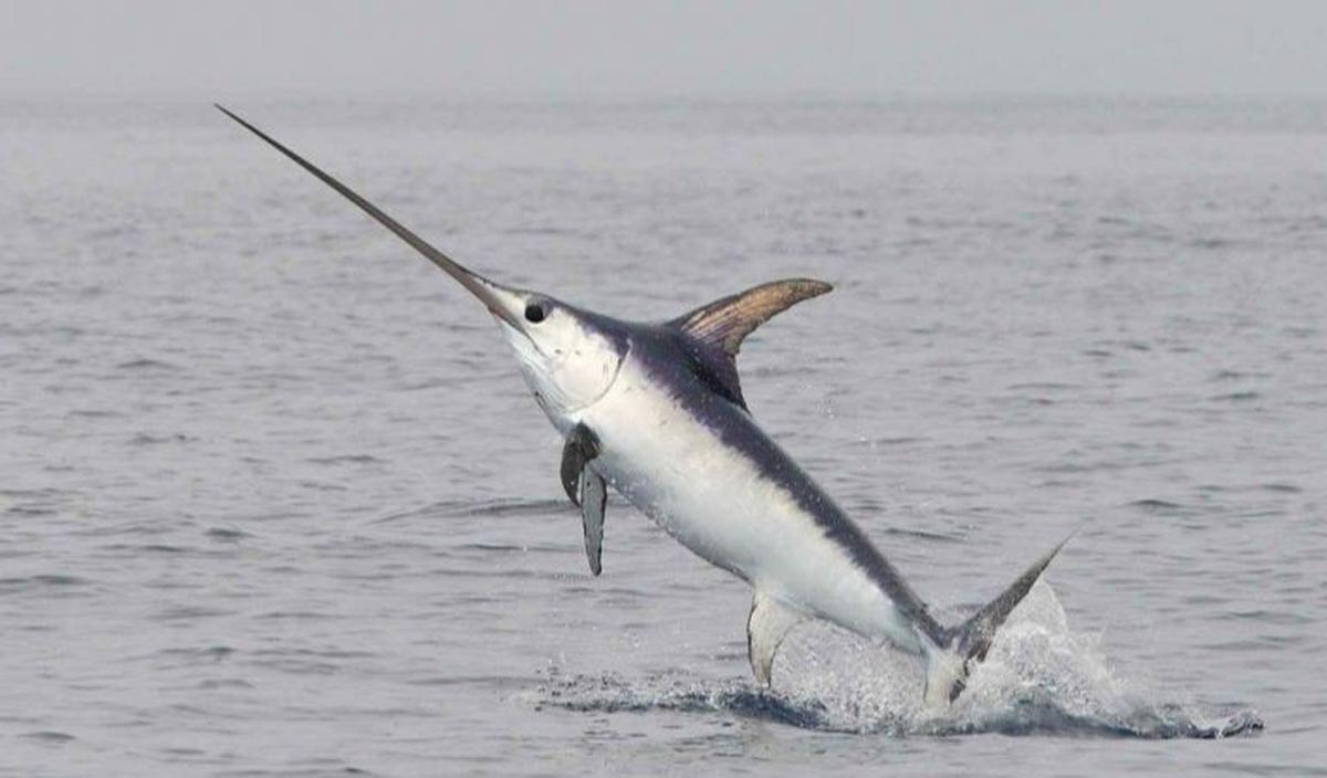 2. Swordfish atau Ikan Todak