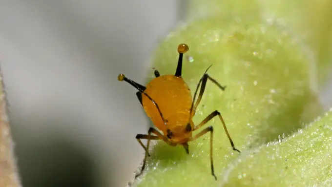 3 Hewan Ini Punya Kemampuan Meledakkan Diri