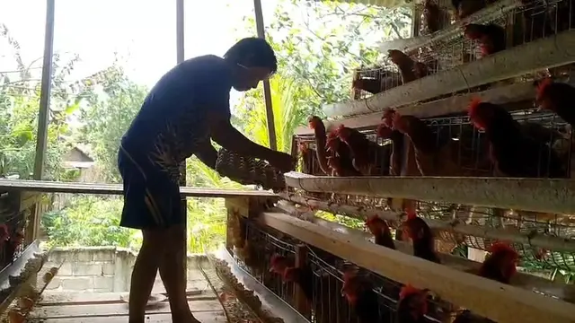 Peternak Ayam di Lampung Timur Curhat Harga Telur Anjlok