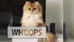 Seekor kucing betina dengan bulu panjang, tampak cantik saat difoto dari berbagai sudut. Tak hanya dianggap cantik, kucing bernama Smoothy ini pun menghebohkan netizen karena kepiawaiannya dalam berpose