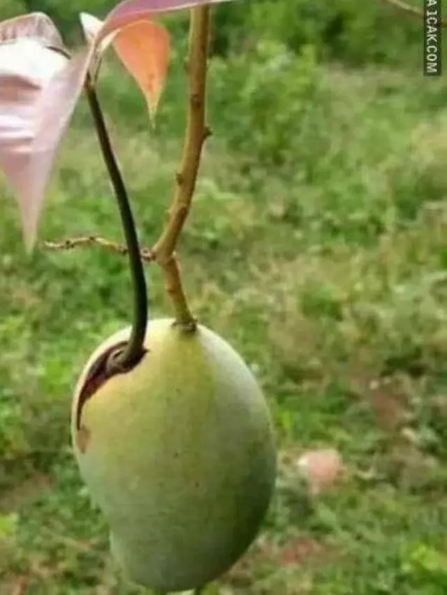 6 Momen Tak Terduga Dapat Mangga Ini Bikin Senyum Bahagia, Beruntung
