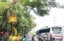 Pemkot Madiun Pangkas Pohon Rawan Tumbang, Antisipasi Bencana Musim Hujan