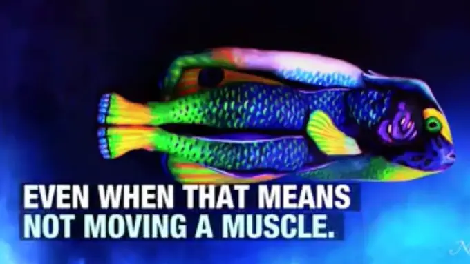 [Bintang] Manusia diubah menjadi hewan