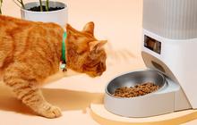 Apakah Bahaya Jika Tidak Sengaja Makan Makanan Kucing? Begini Faktanya