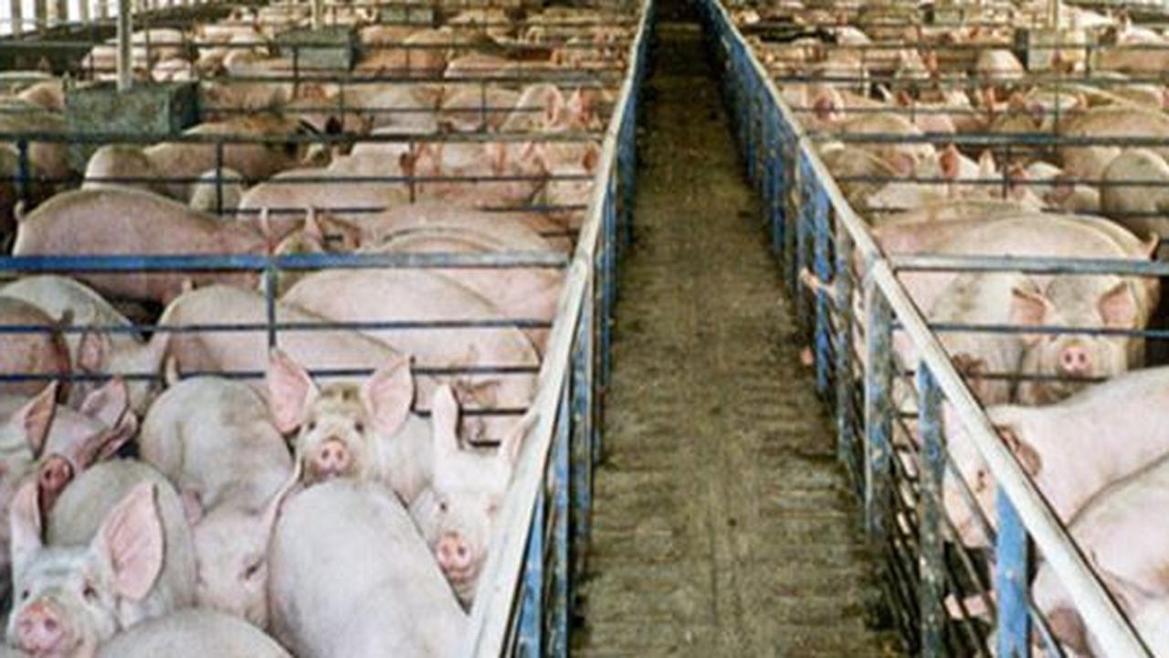 Pemerintah Siap Kembangkan Vaksin dan Serum Khusus Babi