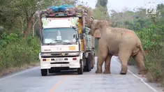 Aksi gajah turun ke jalan picu kemacetan lalu lintas di Chachoengsao, Thailand.