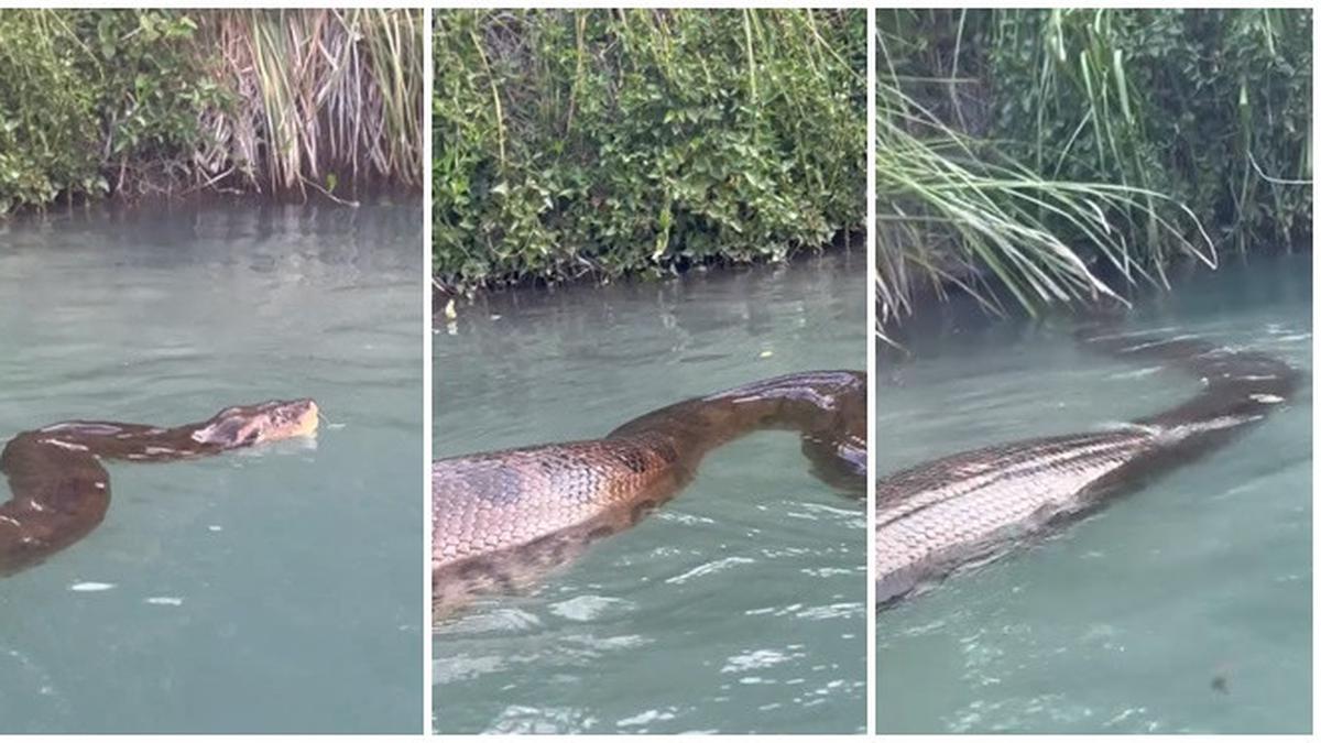 Penampakan Anaconda di Sungai Ini Bikin Ngeri, Videonya Pernah Viral Ditonton 64 Juta Kali