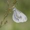 Kupu-kupu Wood White. (dok. Butterfly Conservation/Bob Eade/https://butterfly-conservation.org/butterflies/wood-white)