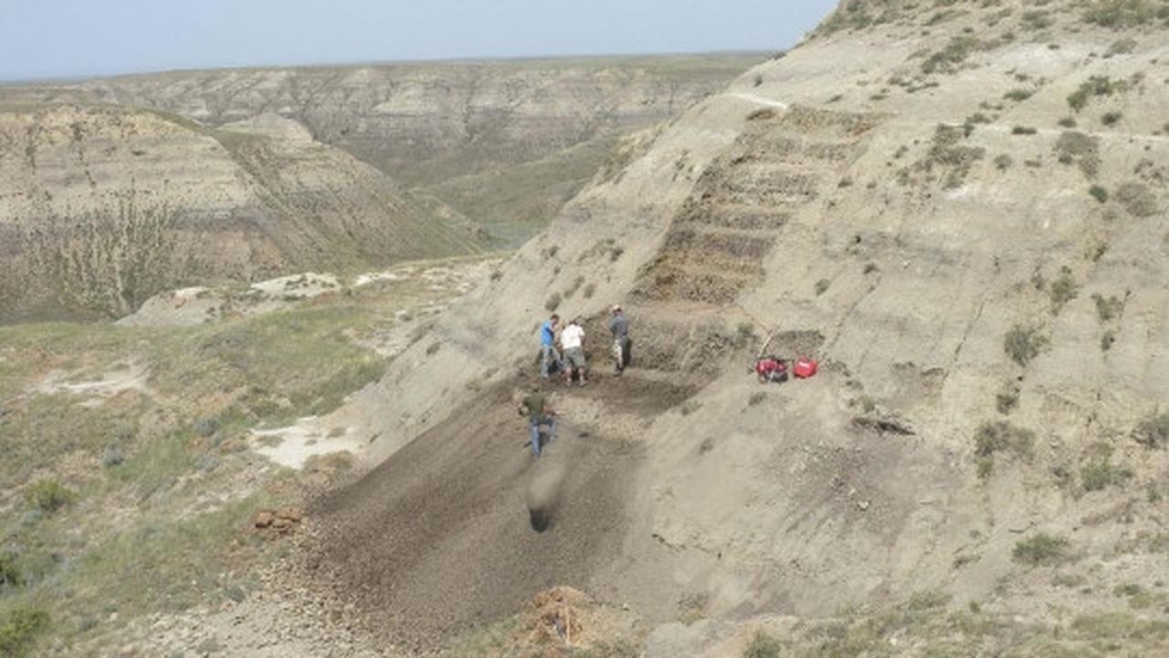 Ilmuwan Kanada temukan fosil dinosaurus bertanduk Wendiceratops