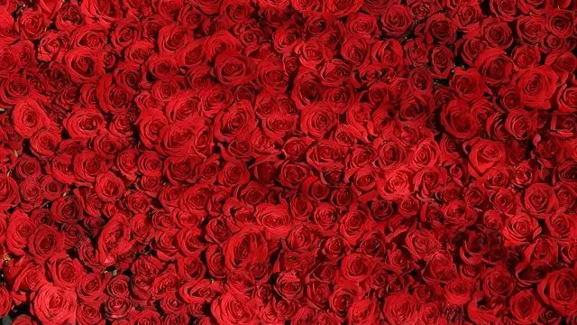 Ilustrasi warna merah