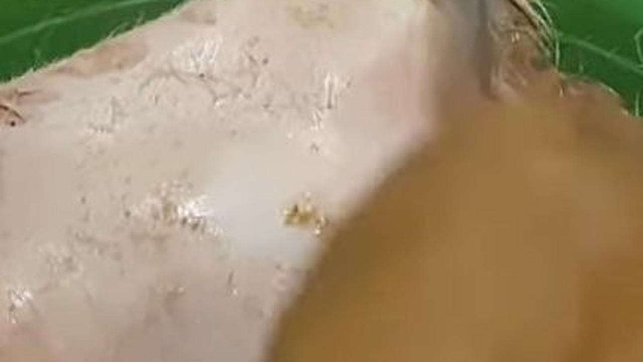 Bagian Belakang Kepala Kambing