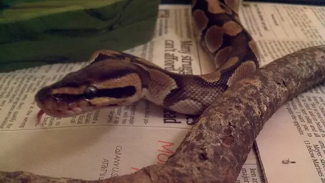 Ular Ball Python (Python regius) (Wikimedia Commons)