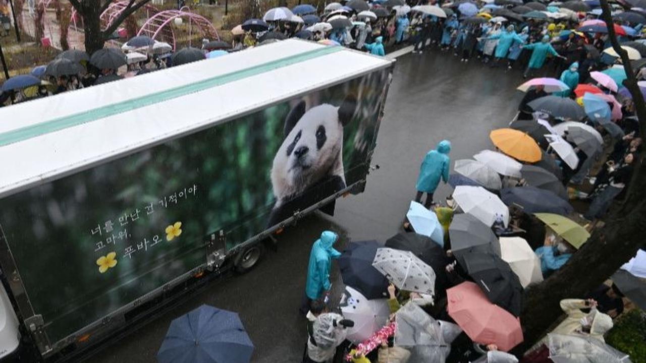 Ribuan orang menghadiri acara perpisahan panda Fu Bao di Taman Hiburan Everland, Yongin, Korea Selatan, Rabu (3/4/2024). Mereka datang untuk melepas Fu Bao yang harus dipulangkan ke China berdasarkan perjanjian internasional. Jung Yeon-je / AFP