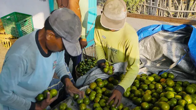 Mengintip Kisah Inspiratif Klaster Jeruk Semboro, Terapkan Pertanian Berkelanjutan bersama BRI