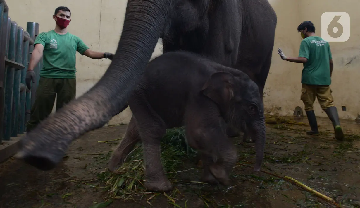 Keeper memberi pakan untuk bayi gajah Sumatera (Sumatran elephant) dalam kandangnya di Taman Safari Indonesia Cisarua, Bogor, Jawa Barat, Rabu (13/5/2020). Bayi gajah jantan bernama Covid itu hasil perkawinan gajah Sumatera, Nina dan Kodir. (merdeka.com/Imam Buhori)