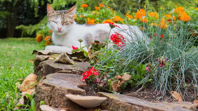 Catnip, Tanaman Rahasia yang Bikin Kucing Bahagia