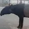 BKSDA Ungkap Alasan Tapir Muncul di Jalan Mesuji