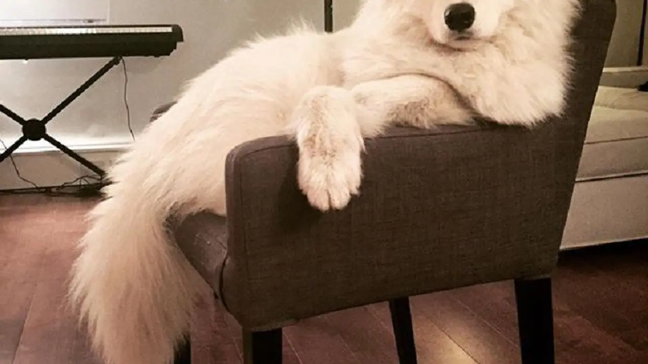[Bintang] Anjing Shamoyed