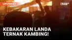 Kebakaran Landa Peternakan Kambing di Pondok Kopi