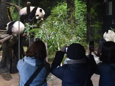 Pengunjung memotret panda kembar kelahiran Jepang dan induknya di Kebun Binatang Ueno di Tokyo, Rabu (12/1/2022). Panda kembar raksasa,  Xiao Xiao dan Lei Lei, yang lahir di Taman Zoologi Ueno Tokyo tahun lalu membuat debut publik mereka. (Tokyo Zoological Park Society via AP)