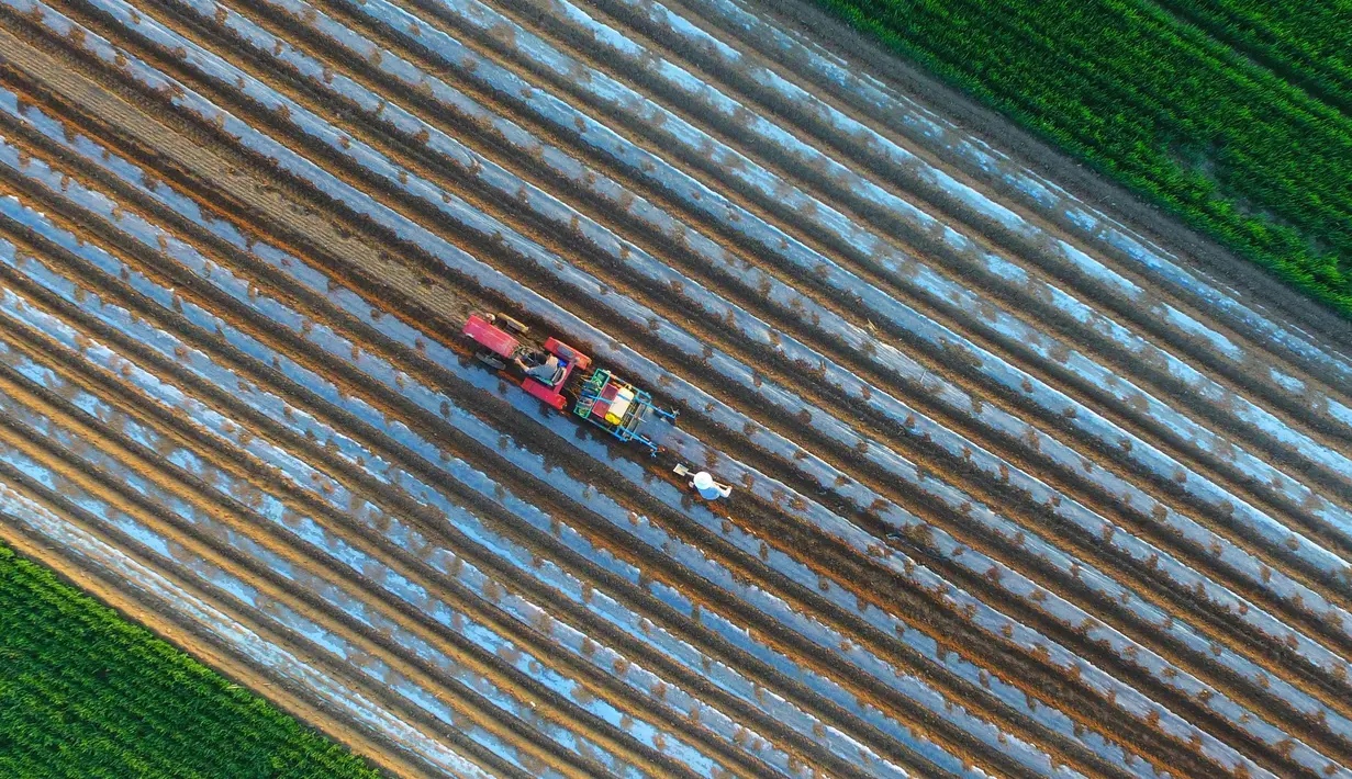 Petani menggunakan traktor menanam kacang tanah di sebuah ladang di Liaocheng, China (19/4). Liaocheng atau dikenal sebagai Kota Air, adalah kota tingkat prefektur di provinsi Shandong barat, China. (AFP Photo/China Out)