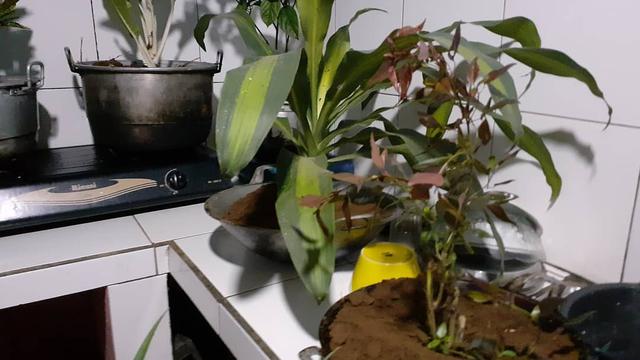 7 Potret Demam Tanaman Hias, Dijagain Hingga Pakai Pot dari Peralatan Dapur