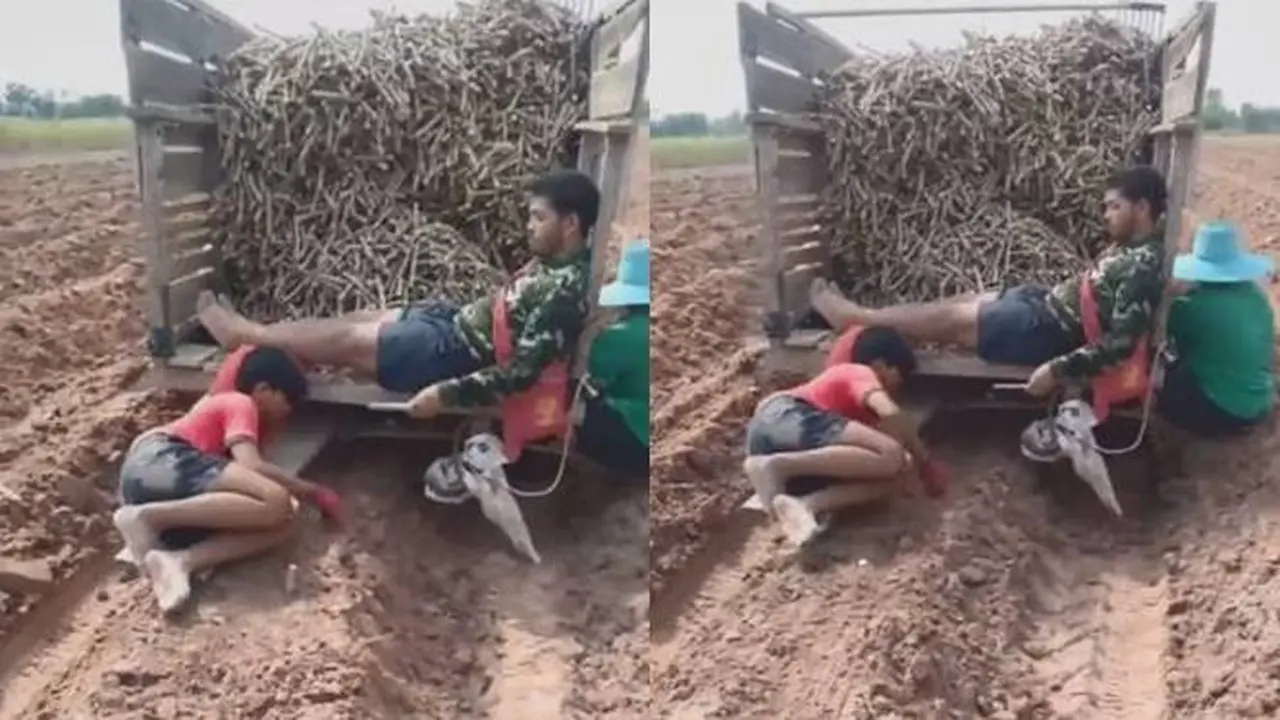 Viral Video Tanam Tebu Ini Definisi Kerja Sambil Rebahan di Dunia Nyata