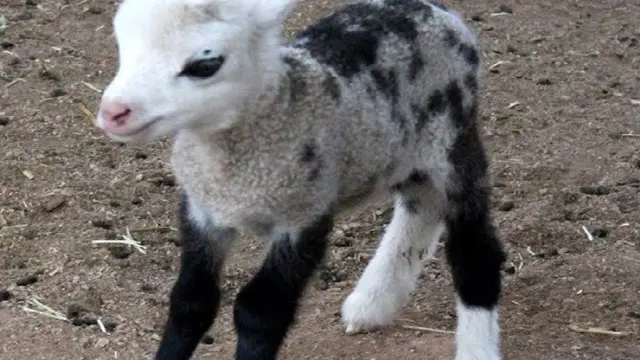 Geep