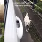 Kisah haru anjing ditinggal (Sumber: TikTok/so.bangcha)