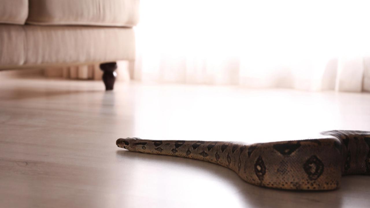 Panduan Lengkap untuk Mencegah Ular Masuk ke Dalam Rumah secara Efektif, Yuk Simak!