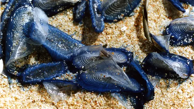 Sea Sailing Creatures (Wikipedia)