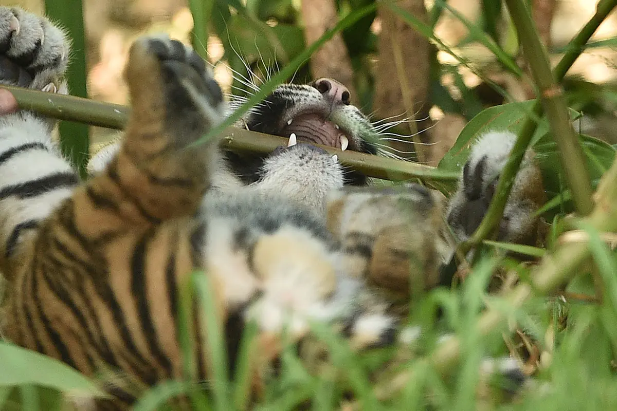 Bayi Harimau Sumatera