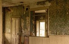 Waspadai Black Mold pada Dinding, Jamur Berbahaya bagi Kesehatan