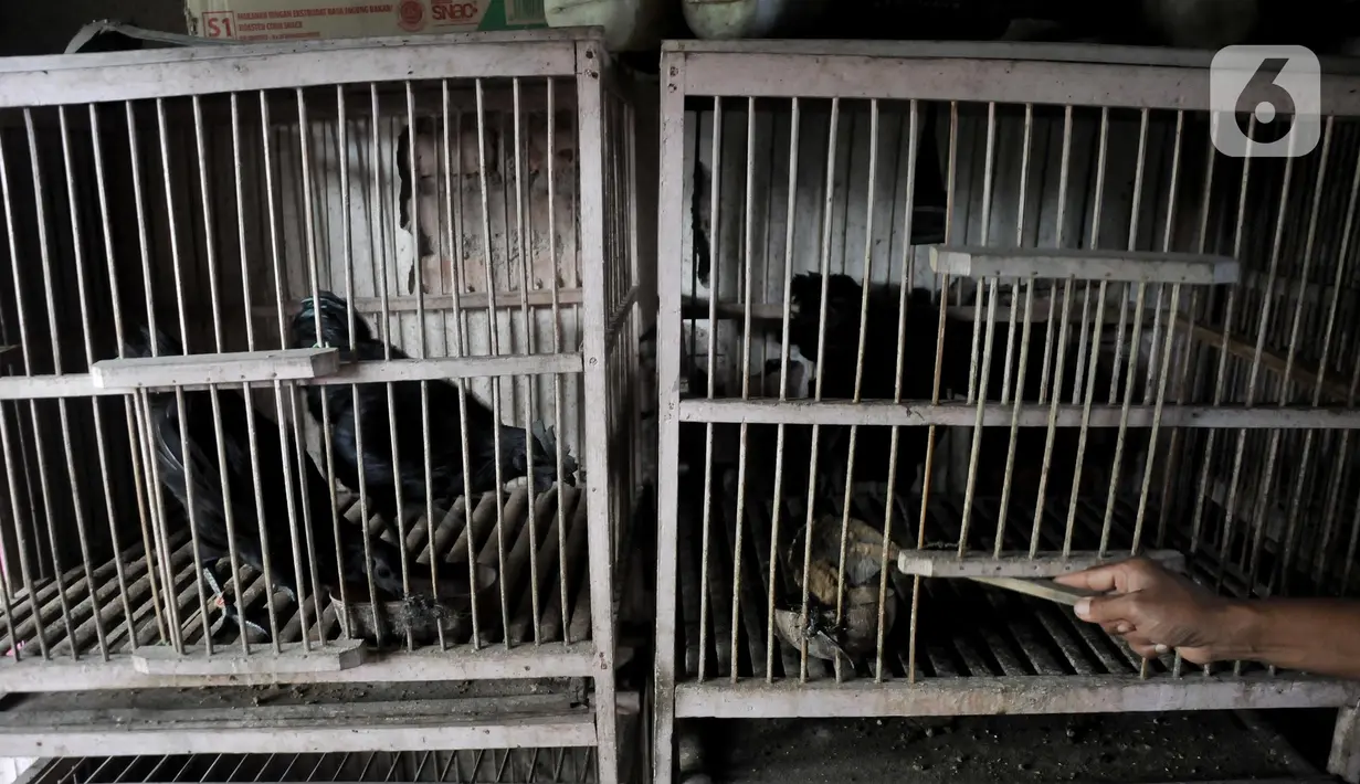 Safak (46) saat memberi pakan ayam Cemani di peternakan rumahan kawasan Kedu, Kabupaten Temanggung, Jawa Tengah (27/2/2023). Dalam sebulan, Safak rata-rata mampu menjual 100 ekor yang dikirim ke luar kota hingga luar negeri. (merdeka.com/Iqbal S Nugroho)