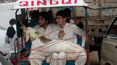 Warga membawa hewan kurban dengan becak yang mereka beli dari pasar menjelang Hari Raya Idul Adha di Islamabad, Pakistan, (25/8). Umat Muslim dari seluruh dunia sedang mempersiapkan menyambut Idul Adha 1438 H. (AP Photo / B.K. Bangash)