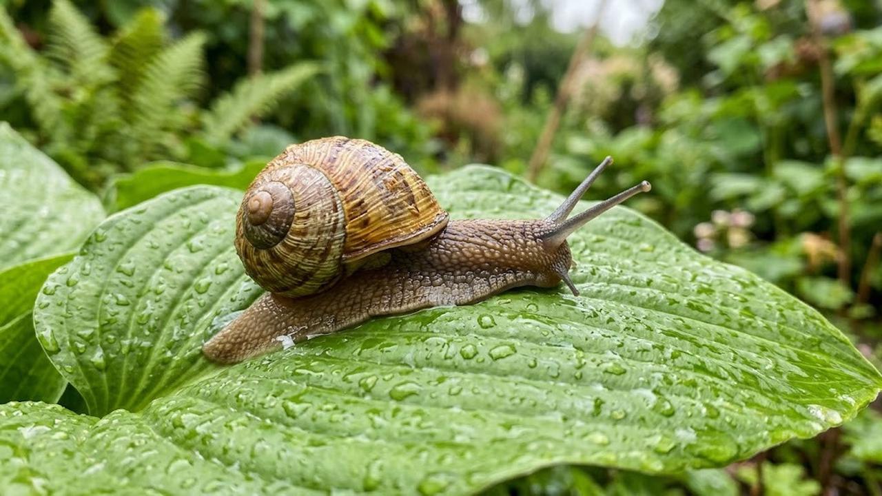 Cara Melindungi Tanaman dari Bekicot di Musim Hujan, Lakukan Sebelum Terlambat