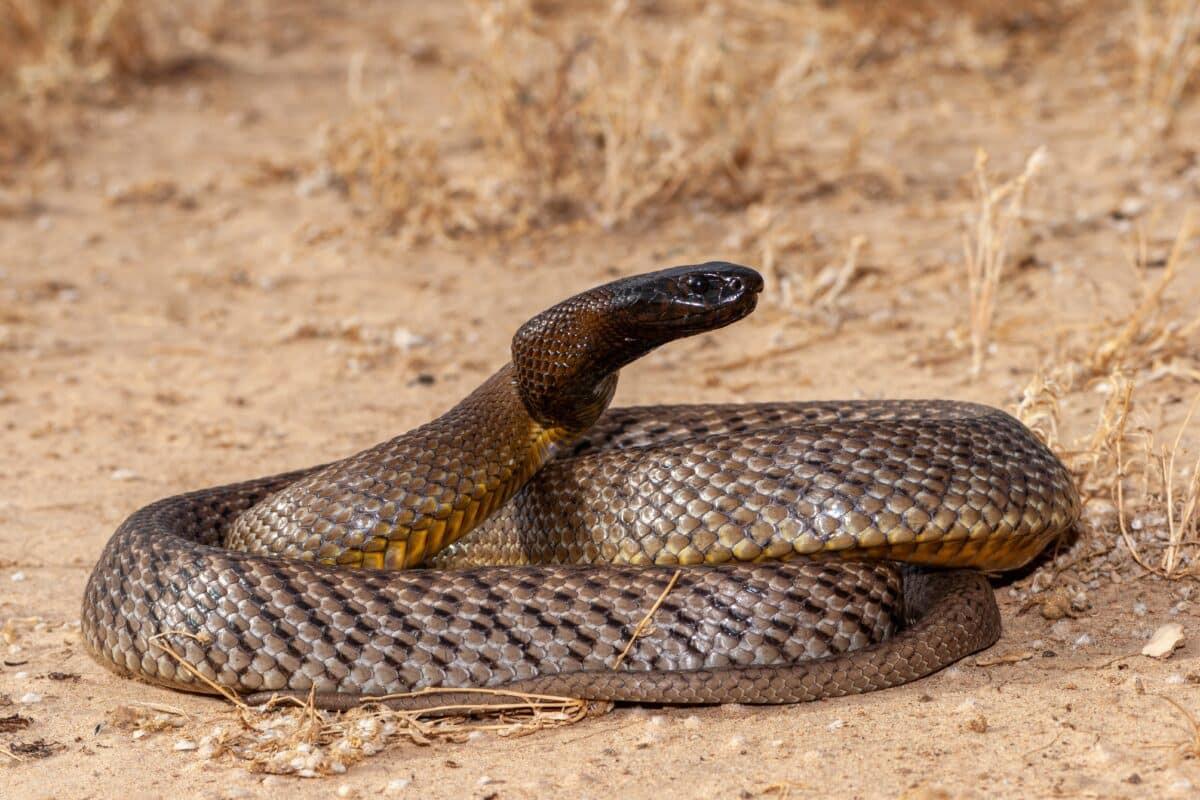 Ular Inland Taipan