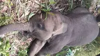Anak Gajah di TN Tesso Nilo Mati dengan Perut Menggembung, Kuat Dugaan Diracun