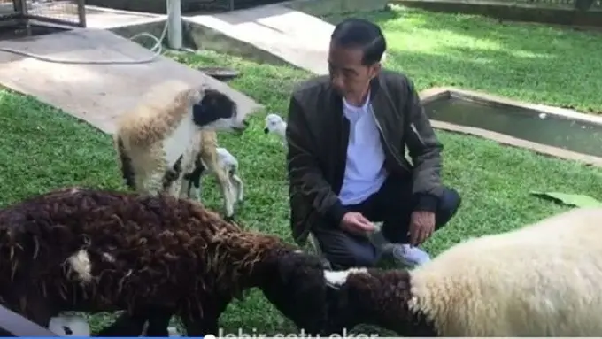 [Bintang] Kambing Presiden Jokowi